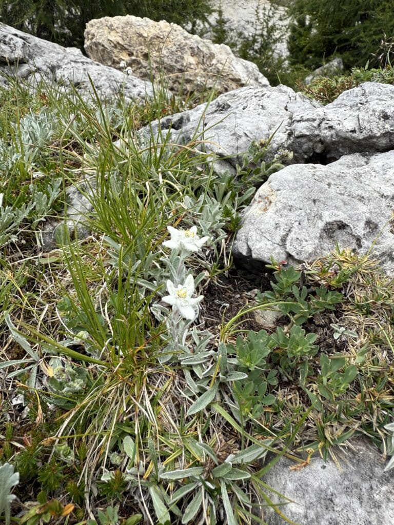 IMG 7453